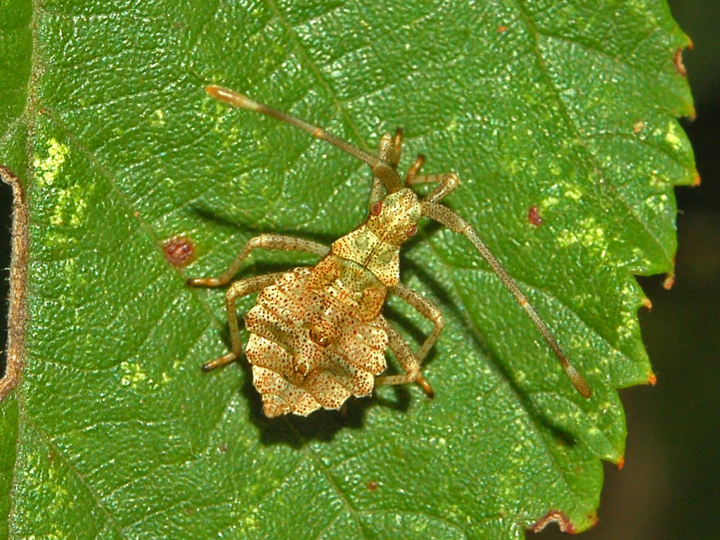 Coreidae: ninfa di Coreus marginatus